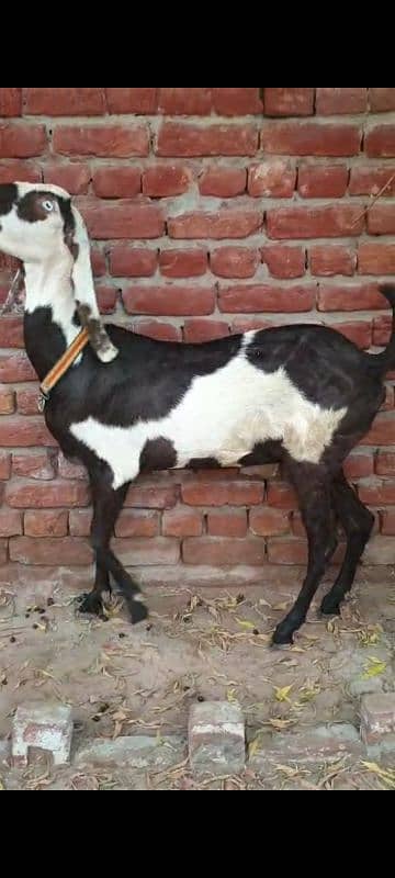 Nagri dysi Beutifull Goat for sale Ghban  taqreeban  1 month tak sou j 4