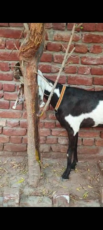 Nagri dysi Beutifull Goat for sale Ghban  taqreeban  1 month tak sou j 5