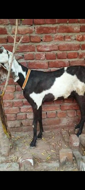 Nagri dysi Beutifull Goat for sale Ghban  taqreeban  1 month tak sou j 6