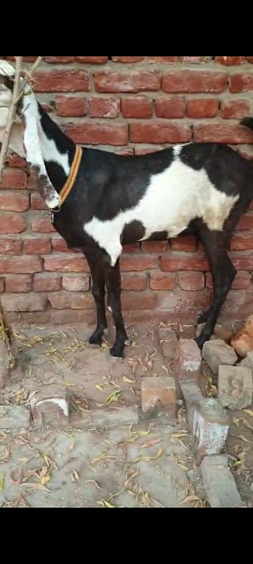 Nagri dysi Beutifull Goat for sale Ghban  taqreeban  1 month tak sou j 7