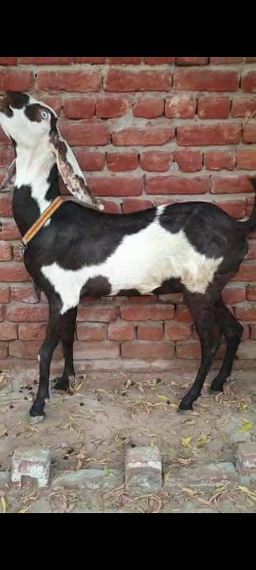 Nagri dysi Beutifull Goat for sale Ghban  taqreeban  1 month tak sou j 8