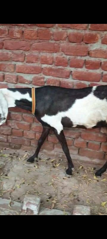 Nagri dysi Beutifull Goat for sale Ghban  taqreeban  1 month tak sou j 9