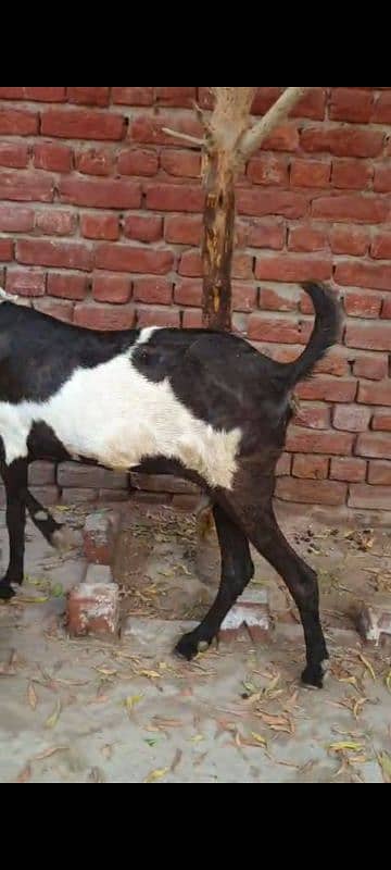 Nagri dysi Beutifull Goat for sale Ghban  taqreeban  1 month tak sou j 10