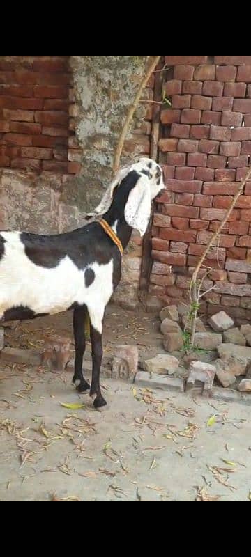 Nagri dysi Beutifull Goat for sale Ghban  taqreeban  1 month tak sou j 11