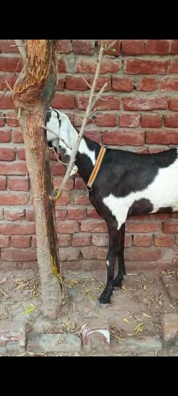 Nagri dysi Beutifull Goat for sale Ghban  taqreeban  1 month tak sou j 12