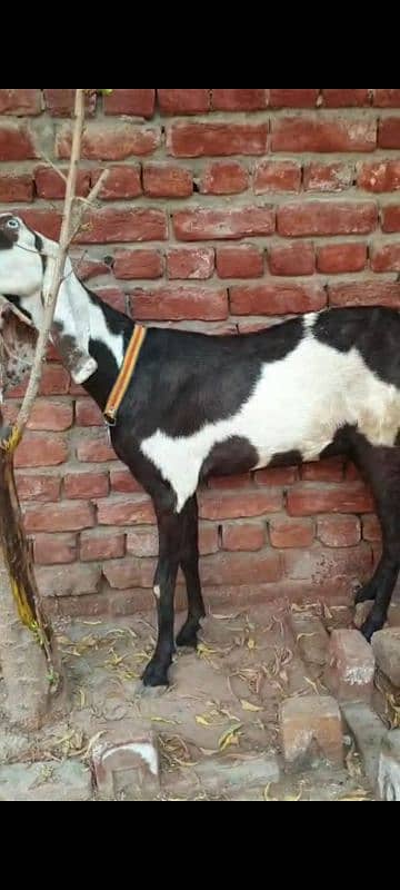 Nagri dysi Beutifull Goat for sale Ghban  taqreeban  1 month tak sou j 13