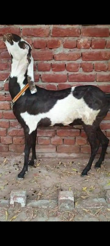 Nagri dysi Beutifull Goat for sale Ghban  taqreeban  1 month tak sou j 14