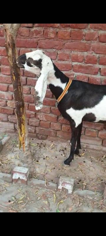 Nagri dysi Beutifull Goat for sale Ghban  taqreeban  1 month tak sou j 15