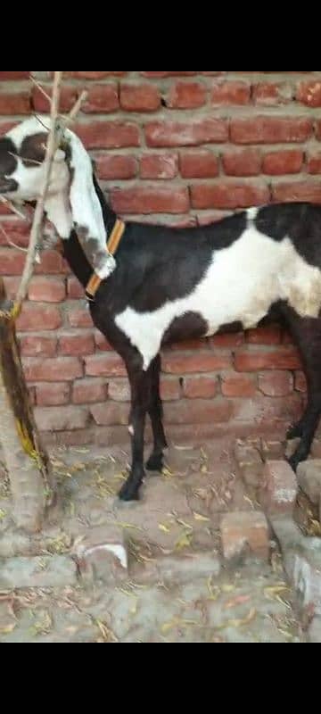 Nagri dysi Beutifull Goat for sale Ghban  taqreeban  1 month tak sou j 16