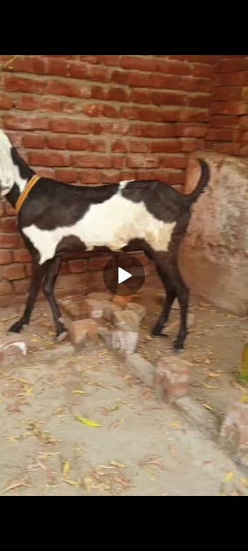 Nagri dysi Beutifull Goat for sale Ghban  taqreeban  1 month tak sou j 17