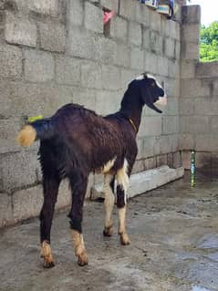 goat for sale desi