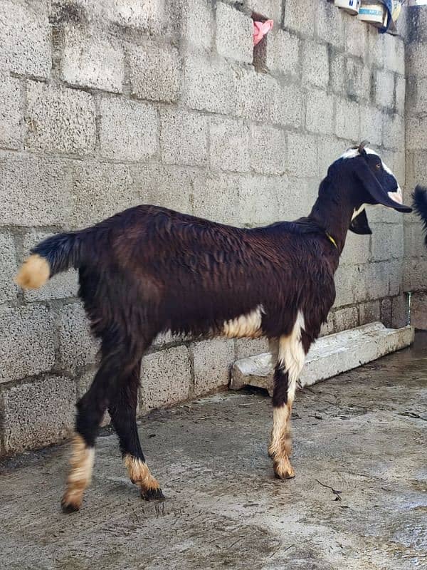 goat for sale desi 1