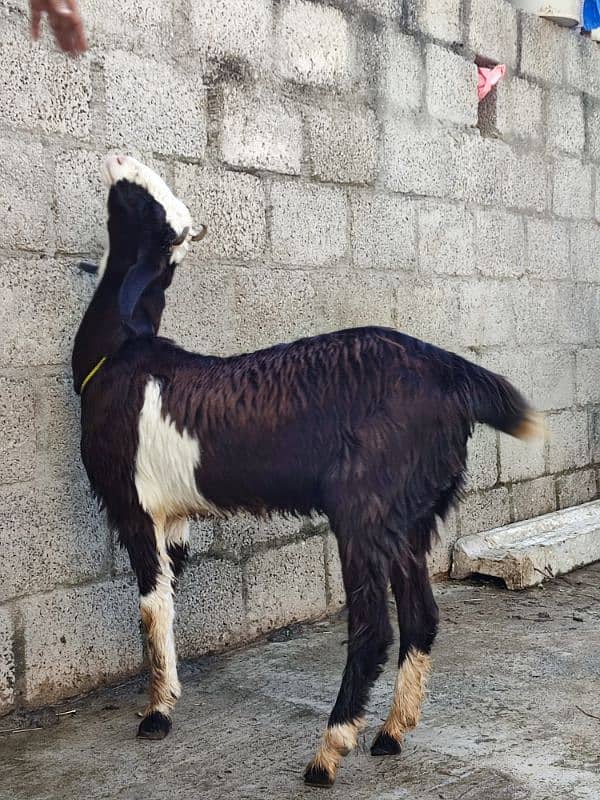 goat for sale desi 2