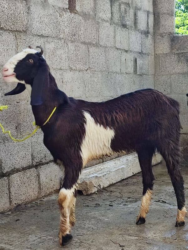 goat for sale desi 4