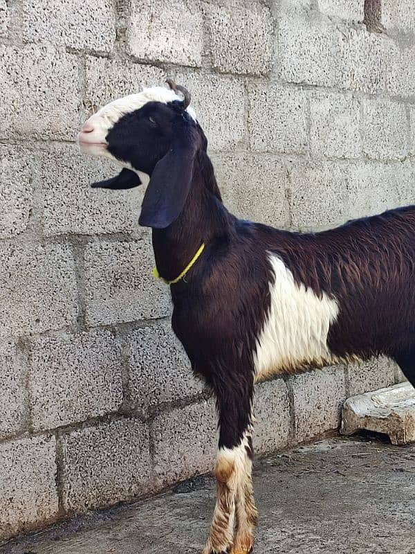 goat for sale desi 5