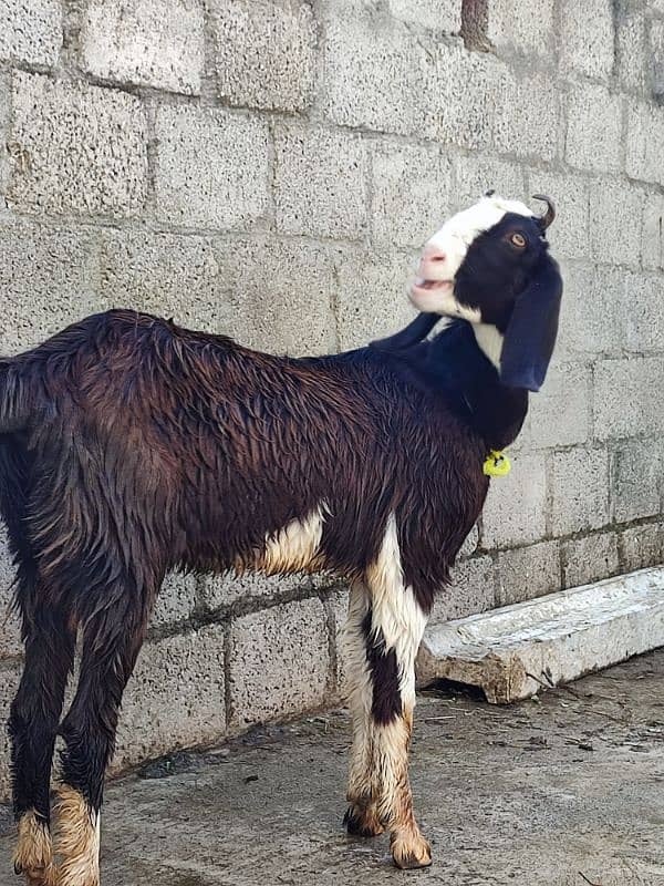 goat for sale desi 6