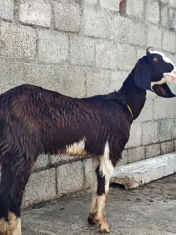 goat for sale desi 7