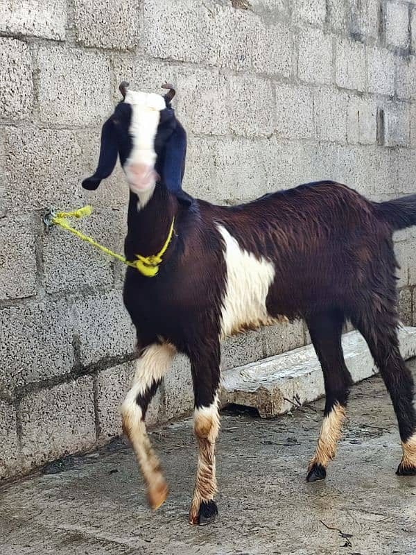 goat for sale desi 8