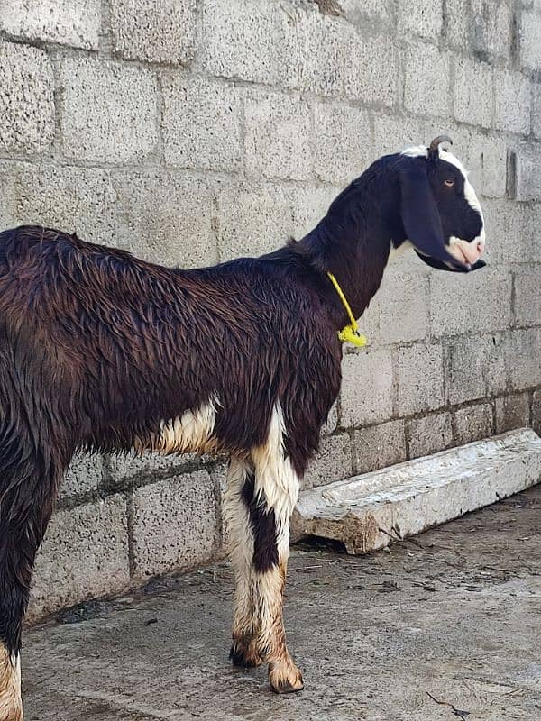 goat for sale desi 9