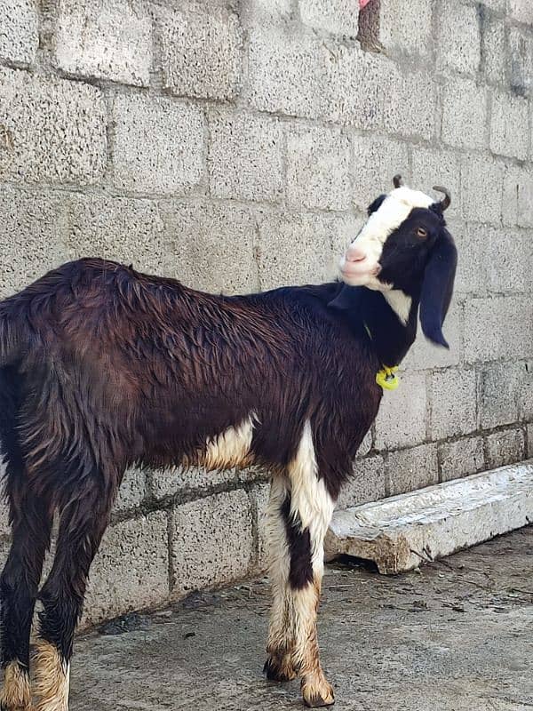 goat for sale desi 10