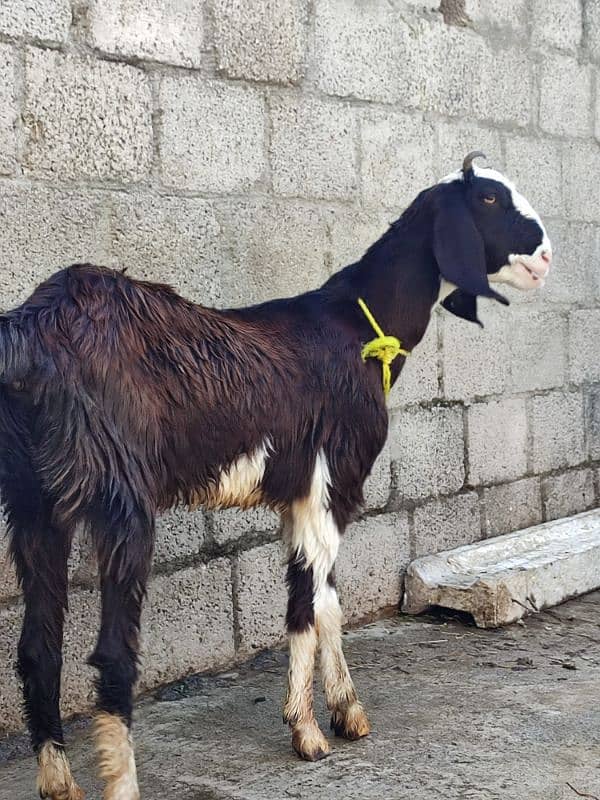 goat for sale desi 11