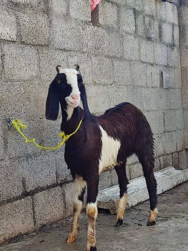 goat for sale desi 12