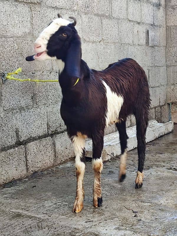 goat for sale desi 13