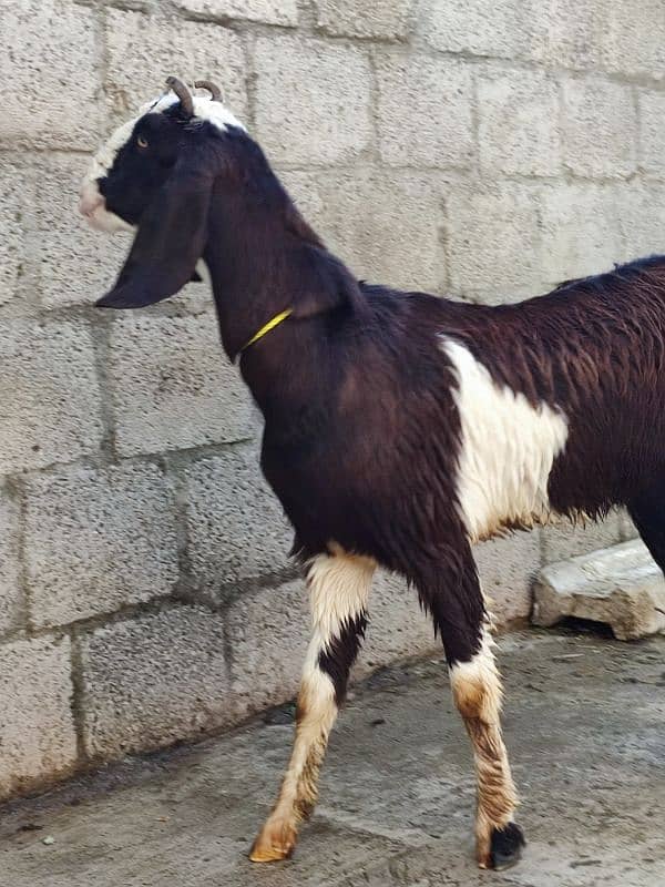 goat for sale desi 14