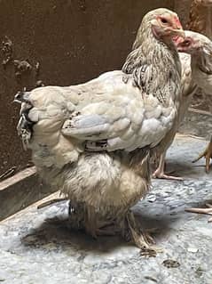 Brahma female For Sale