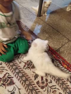 persian tripple coted self kitten 03327626924