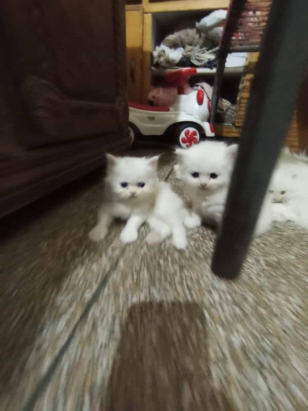 persian tripple coted self kitten 03327626924 1