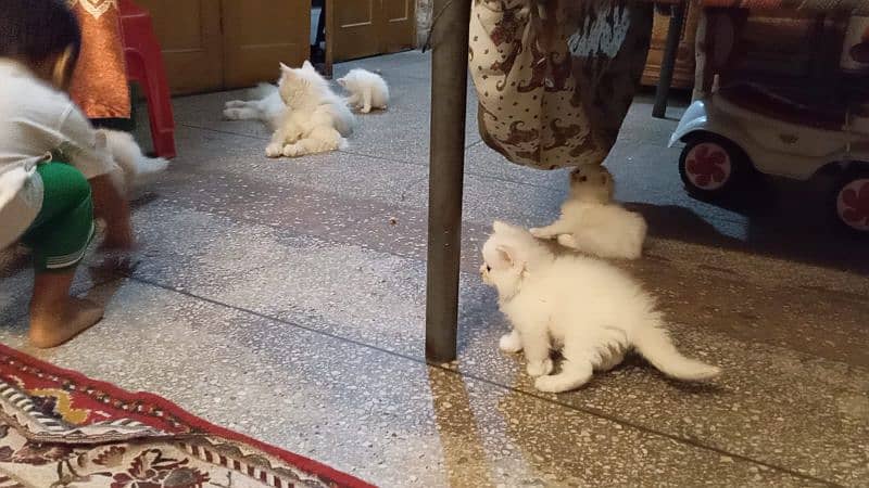 persian tripple coted self kitten 03327626924 2