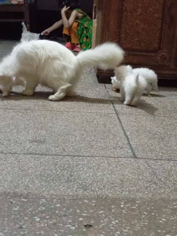 persian tripple coted self kitten 03327626924 3