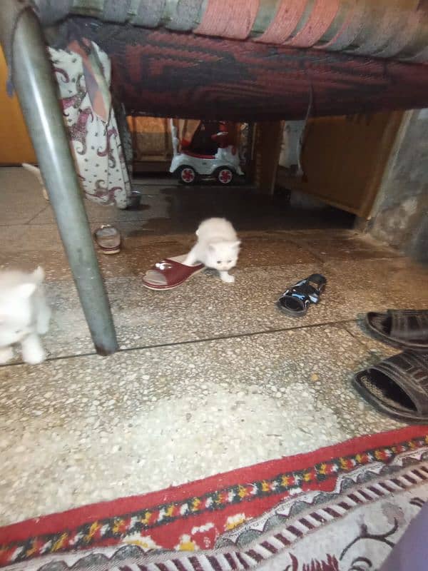 persian tripple coted self kitten 03327626924 4