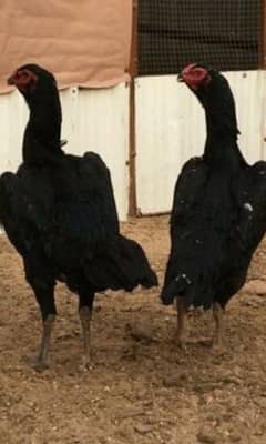 black o king shamo male females for sale shamo pure