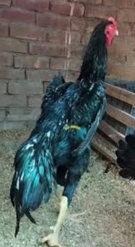 black o king shamo male females for sale shamo pure 1