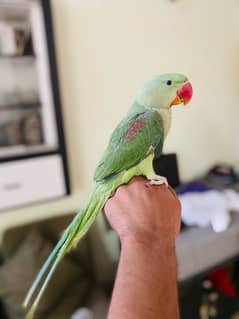 Hand tame raw parrot