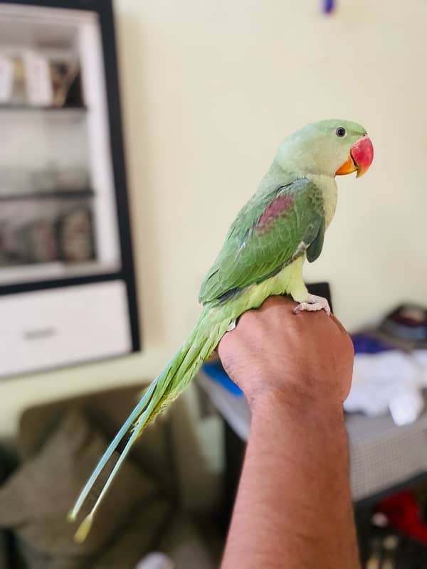 Hand tame raw parrot 1