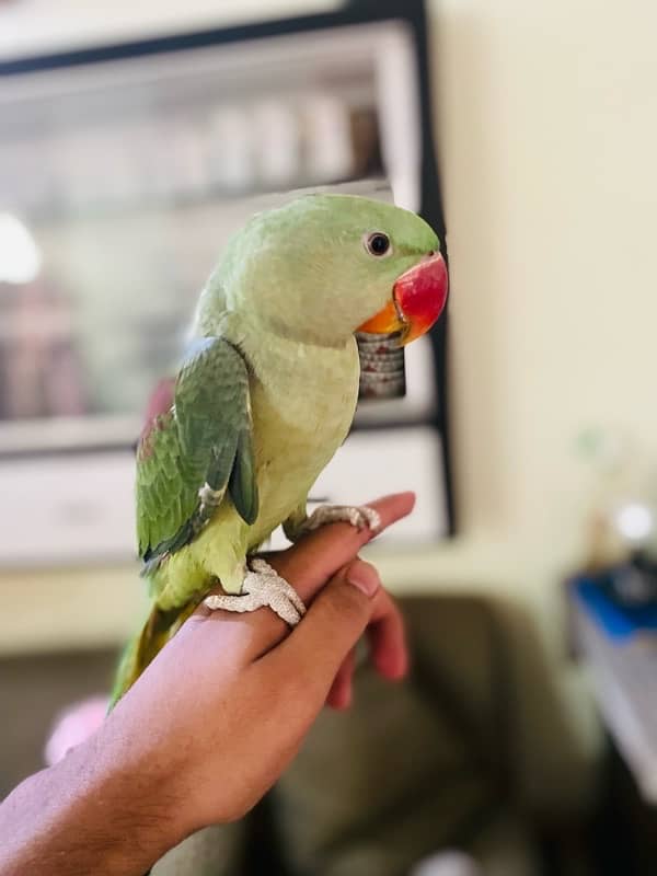 Hand tame raw parrot 2