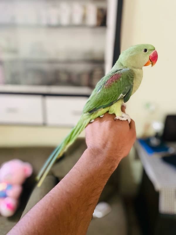 Hand tame raw parrot 3