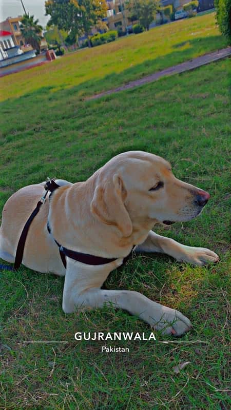 labrador female 1