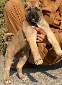 krudish Kangal security dog 3 month male for sale heavy bone