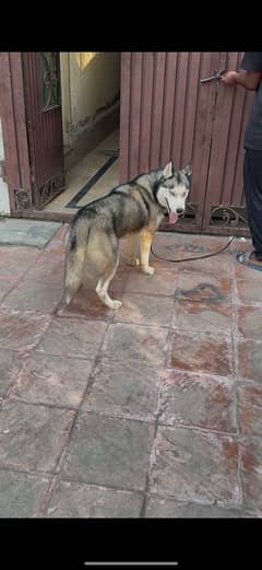 husky for sale male