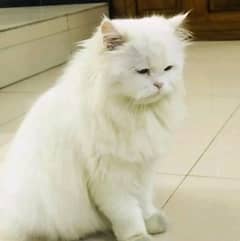 parsian cat for sale double coat urgent sale 03705434472