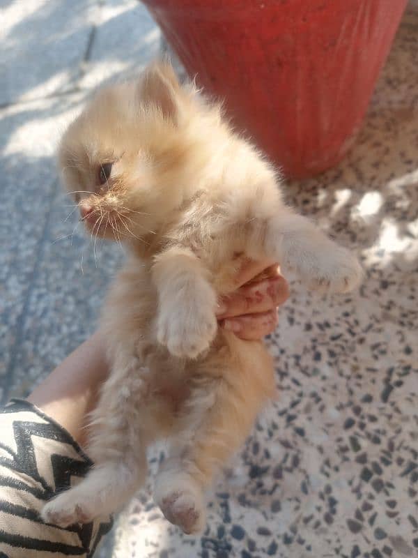 double coat persian kittens 0