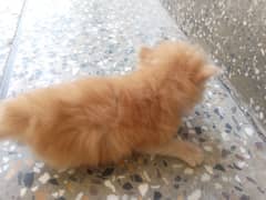 triple coated persian kitten