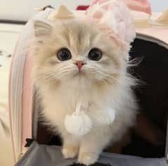 agar kisi ne apni Persian kitten free me deni hy to mere sey rabta kr