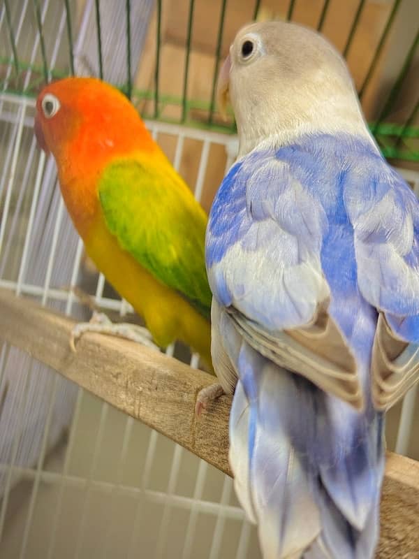 lovebird with cage 1