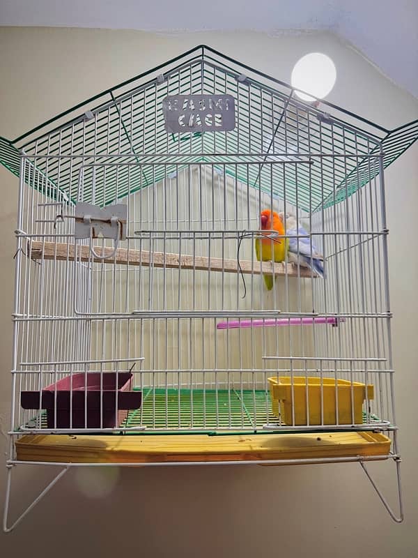 lovebird with cage 2