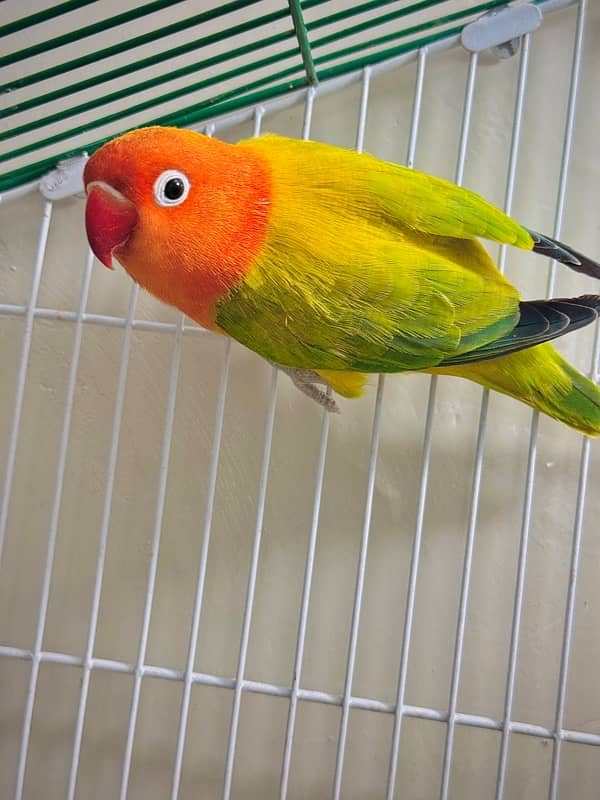 lovebird with cage 3